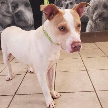 Mixed Breed Dogs Available for Adoption in Columbus, Georgia - 05/12/2026-Stray-HoweAvenue | PetCurious