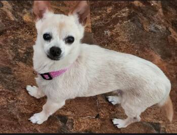 Bitsy -  Chihuahua Dog for Adoption in Merrillville, Indiana - Bitsy | PetCurious