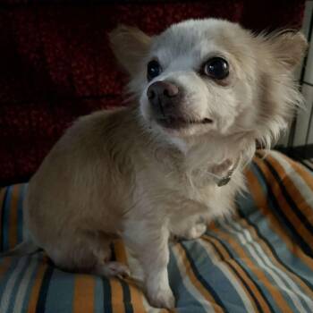 Chihuahua Dogs Available for Adoption - Karl | PetCurious
