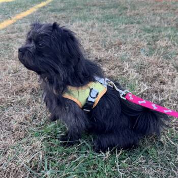 Rescue Maltese and Pomeranian Dogs for Adoption in Lenoir, North Carolina - Shadow | PetCurious