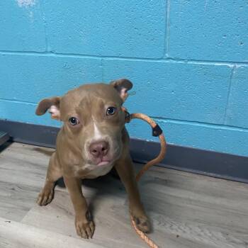 Luna Sally -  Pit Bull Terrier Dog for Adoption in St. Louis, Missouri - Luna Sally | PetCurious