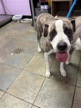 Coco -  Boxer and Mixed Breed Dog for Adoption in El Paso, Texas - Coco | PetCurious