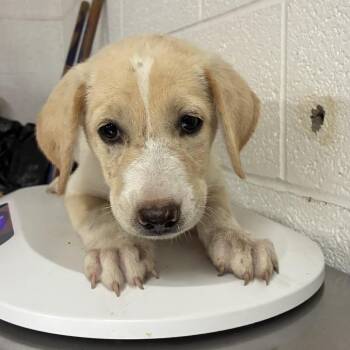 Cinnamaroll -  Shepherd and Husky Dog for Adoption in Edinburg, Texas - Cinnamaroll | PetCurious