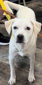 Rescue Great Pyrenees Dogs for Adoption in Newnan, Georgia - Sprout | PetCurious