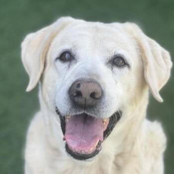 Labrador Retriever Dogs Available for Adoption - Bouchon | PetCurious