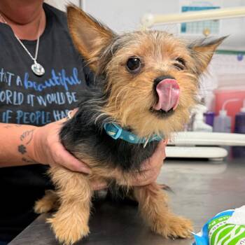 Quinn -  Yorkshire Terrier Dog for Adoption in Trenton, New Jersey - Quinn | PetCurious