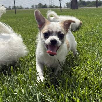 Pomeranian Dogs Available for Adoption in Brazil, Indiana - D.J. | PetCurious