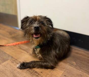 Millee -  Poodle and Golden Retriever Dog for Adoption in Ellijay, Georgia - Millee | PetCurious