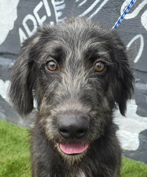 Sullivan -  Labradoodle Dog for Adoption in Newport, Tennessee - Sullivan | PetCurious