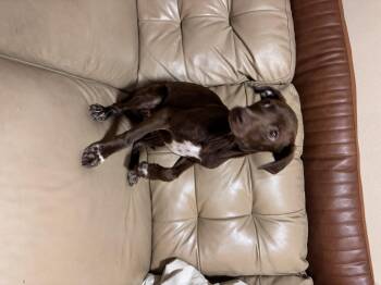 German Shorthaired Pointer Dogs Available for Adoption - Jodie | PetCurious