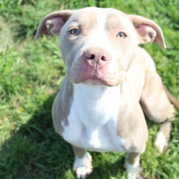 Pit Bull Terrier Dogs Available for Adoption in Berea, Kentucky - Gigi | PetCurious