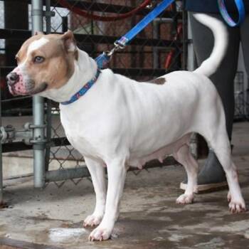 Tanner -  Pit Bull Terrier and Mixed Breed Dog for Adoption in Richmond, Virginia - Tanner | PetCurious