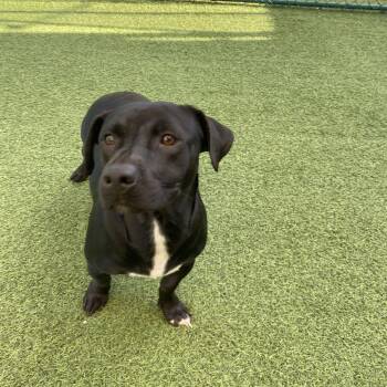 Toby 4242 -  Mixed Breed Dog for Adoption in Loxahatchee Groves, Florida - Toby 4242 | PetCurious