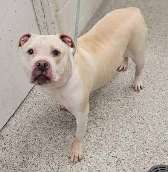 Lebowski -  Pit Bull Terrier and English Bulldog Dog for Adoption in Kansas City, Missouri - Lebowski | PetCurious