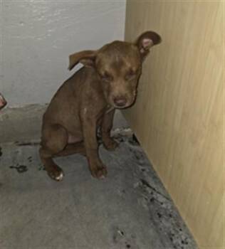 A885134 -  Pit Bull Terrier Dog for Adoption in Camarillo, California - A885134 | PetCurious