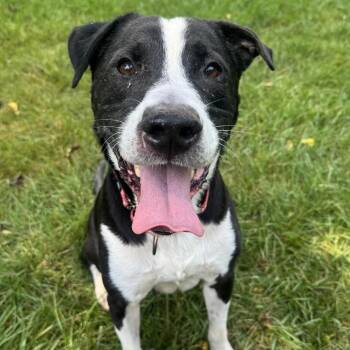Spot -  Pit Bull Terrier and Mixed Breed Dog for Adoption in Indianapolis, Indiana - Spot | PetCurious