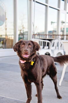 Rescue Australian Shepherd Dogs for Adoption in Cottonwood Heights, Utah - Amberlyn | PetCurious