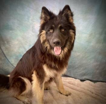 German Shepherd Dog and Mixed Breed Dogs Available for Adoption in Salinas, California - ODIN | PetCurious