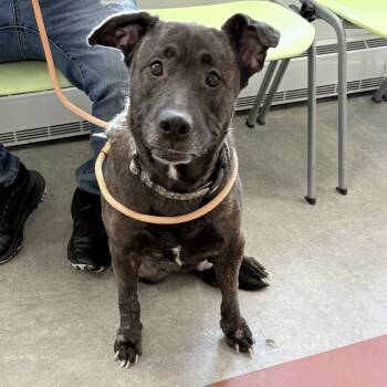 Rescue Mixed Breed Dogs for Adoption in Philadelphia, Pennsylvania - Kiara | PetCurious