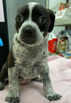 Cattle Dog and Pit Bull Terrier Dogs Available for Adoption in Phoenix, Arizona - Sgueyl | PetCurious