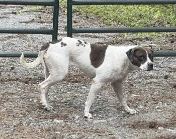 RUNWAY -  American Staffordshire Terrier and Mixed Breed Dog for Adoption in Chester, South Carolina - RUNWAY | PetCurious