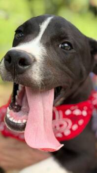 Buster -  Pit Bull Terrier Dog for Adoption in Horseshoe Bend, Arkansas - Buster | PetCurious