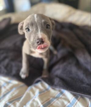 Madison -  Pit Bull Terrier and French Bulldog Dog for Adoption in Pflugerville, Texas - Madison | PetCurious
