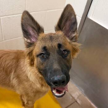 Blueberry -  German Shepherd Dog and Belgian Shepherd Malinois Dog for Adoption in Reno, Nevada - Blueberry | PetCurious