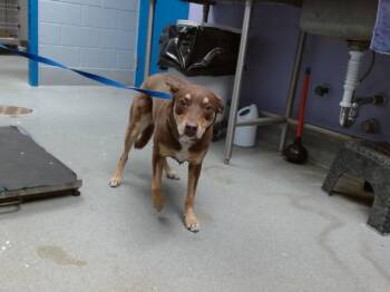 Australian Kelpie and Mixed Breed Dogs Available for Adoption in Albuquerque, New Mexico - CARMALA | PetCurious