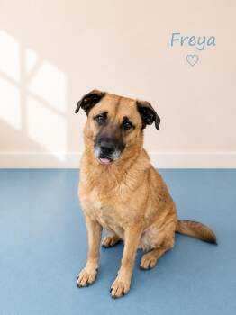 Freya -  Hound Dog for Adoption in Sylacauga, Alabama - Freya | PetCurious