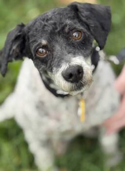 Rescue Poodle Dogs for Adoption in Malvern, Pennsylvania - Empire | PetCurious