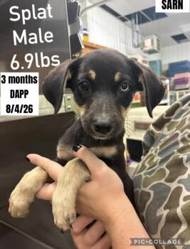 Splattern -  German Shepherd Dog Dog for Adoption in Bull Valley, Illinois - Splattern | PetCurious