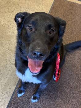 Zar -  Border Collie and Black Labrador Retriever Dog for Adoption in Indiana, Pennsylvania - Zar | PetCurious