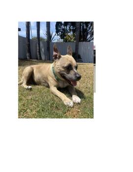American Staffordshire Terrier Dogs Available for Adoption in Huntington Beach, California - Princess | PetCurious