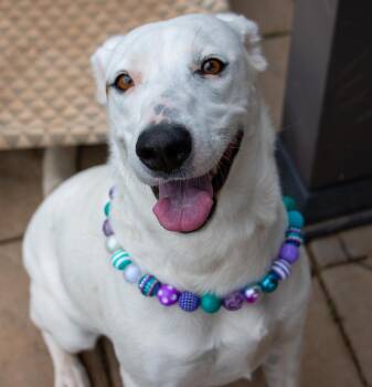 Cotton Ball -  Labrador Retriever Dog for Adoption in Houston, Texas - Cotton Ball | PetCurious