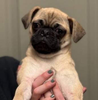 Pug Dogs Available for Adoption - Canjis McBasketball | PetCurious