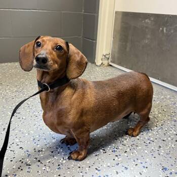 Dachshund Dogs Available for Adoption in Tuscaloosa, Alabama - TUSC-Stray-84278 | PetCurious
