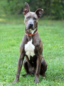 Rescue Pit Bull Terrier and Mixed Breed Dogs for Adoption in Hagerstown, Maryland - DONNIE | PetCurious