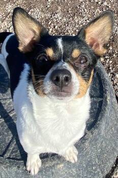Chihuahua Dogs Available for Adoption - King Arthur | PetCurious