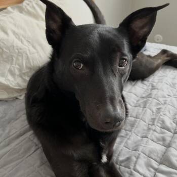 Australian Kelpie Dogs Available for Adoption in Torrance, California - Kili | PetCurious