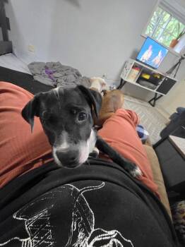 Pepper pie -  Labrador Retriever and Pointer Dog for Adoption in Waunakee, Wisconsin - Pepper Pie | PetCurious