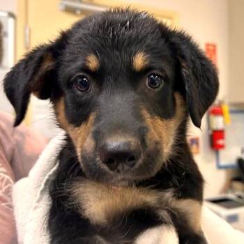 Rogue -  Labrador Retriever and Collie Dog for Adoption in Woodinville, Washington - Rogue | PetCurious