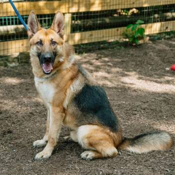 Rescue German Shepherd Dog Dogs for Adoption in Chester Springs, Pennsylvania - Amadeus | PetCurious