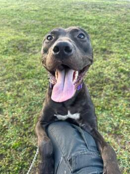 Labrador Retriever and Mixed Breed Dogs Available for Adoption in Doral, Florida - JACK | PetCurious