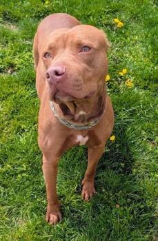 Pit Bull Terrier and Labrador Retriever Dogs Available for Adoption in Akron, Ohio - OAKLEY | PetCurious
