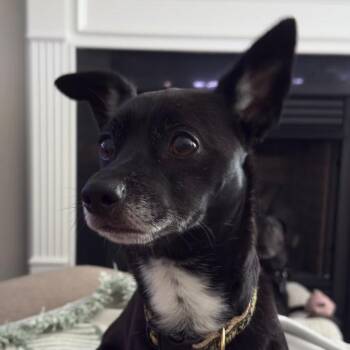 Vass -  Chihuahua and Mixed Breed Dog for Adoption in Wake Forest, North Carolina - Vass | PetCurious