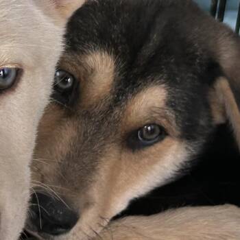 Husky and German Shepherd Dog Dogs Available for Adoption - Mushu | PetCurious