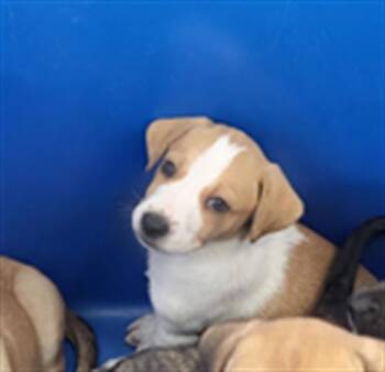 BEAR -  Mixed Breed Dog for Adoption in Dallas, Texas - BEAR | PetCurious