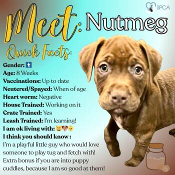 Labrador Retriever Dogs Available for Adoption - Nutmeg | PetCurious