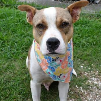 Calla -  Pit Bull Terrier Dog for Adoption in Beaumont, Texas - Calla | PetCurious